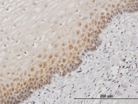 Monoclonal Anti-HSPA1B antibody produced in mouse clone 2D11, purified immunoglobulin, buffered aqueous solution