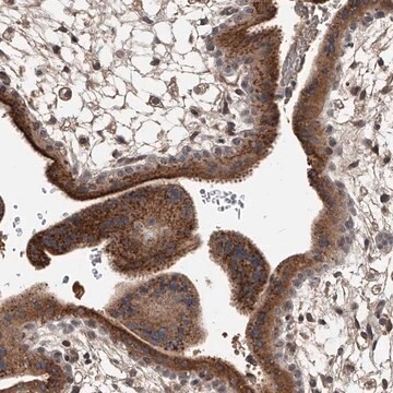 Anti-ZNF25 antibody produced in rabbit Prestige Antibodies&#174; Powered by Atlas Antibodies, affinity isolated antibody, buffered aqueous glycerol solution