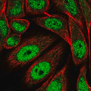 Anti-Prdm13 Antibody Produced In Rabbit Prestige Antibodies&#174; Powered by Atlas Antibodies, affinity isolated antibody, buffered aqueous glycerol solution