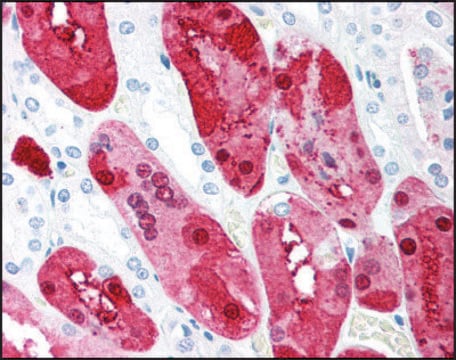 Anti-C1QTNF5 antibody produced in rabbit IgG fraction of antiserum, buffered aqueous solution