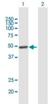 Anti-VSX2 antibody produced in mouse purified immunoglobulin, buffered aqueous solution