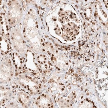 Anti-TCF4 antibody produced in rabbit Prestige Antibodies&#174; Powered by Atlas Antibodies, affinity isolated antibody, buffered aqueous glycerol solution