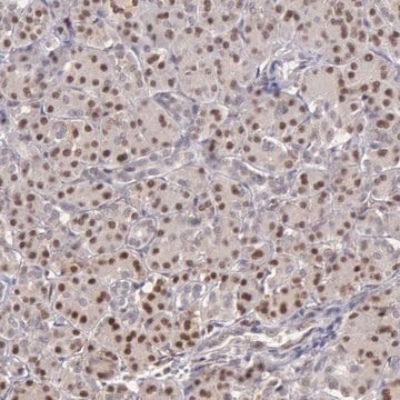 Anti-GRK3 antibody produced in rabbit Prestige Antibodies&#174; Powered by Atlas Antibodies, affinity isolated antibody, buffered aqueous glycerol solution