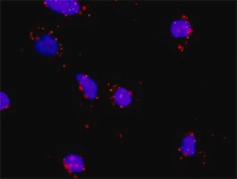 Monoclonal Anti-IL1R2 antibody produced in mouse clone 1G12, purified immunoglobulin, buffered aqueous solution