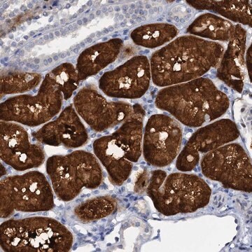 Anti-C15orf39 antibody produced in rabbit Prestige Antibodies&#174; Powered by Atlas Antibodies, affinity isolated antibody, buffered aqueous glycerol solution