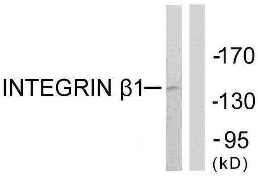 Anti-Integrin &#946;1 antibody produced in rabbit affinity isolated antibody