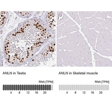 Monoclonal Anti-ANLN antibody produced in mouse Prestige Antibodies&#174; Powered by Atlas Antibodies, clone CL0301, purified immunoglobulin, buffered aqueous glycerol solution