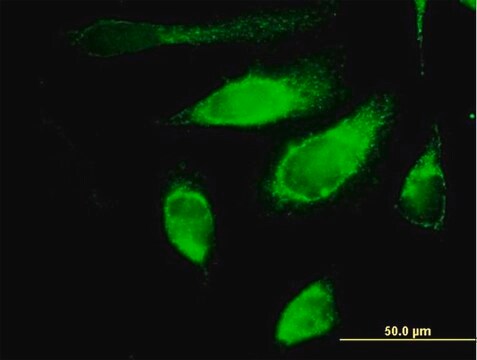 Anti-POLG2 antibody produced in mouse IgG fraction of antiserum, buffered aqueous solution