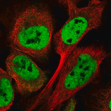 Anti-ATXN7L3B antibody produced in rabbit Prestige Antibodies&#174; Powered by Atlas Antibodies, affinity isolated antibody