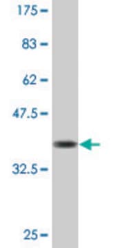 Monoclonal Anti-NAB2, (C-terminal) antibody produced in mouse clone 4H6, purified immunoglobulin, buffered aqueous solution