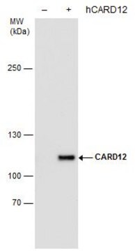 Monoclonal Anti-CARD12 antibody produced in mouse clone GT1387, affinity isolated antibody