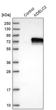 Anti-KDELC2 antibody produced in rabbit Prestige Antibodies&#174; Powered by Atlas Antibodies, affinity isolated antibody, buffered aqueous glycerol solution