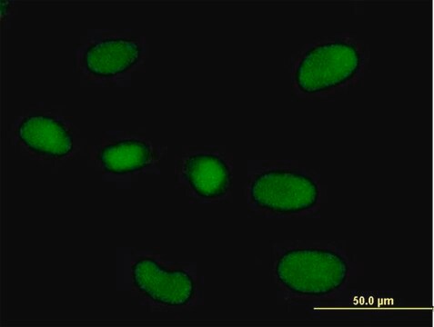 Anti-RPP40 antibody produced in mouse IgG fraction of antiserum, buffered aqueous solution