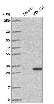 Anti-MBD3L1 antibody produced in rabbit Prestige Antibodies&#174; Powered by Atlas Antibodies, affinity isolated antibody, buffered aqueous glycerol solution