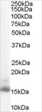 Anti-RBP1 antibody produced in goat affinity isolated antibody, buffered aqueous solution