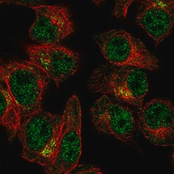 Anti-SLA2 antibody produced in rabbit Prestige Antibodies&#174; Powered by Atlas Antibodies, affinity isolated antibody