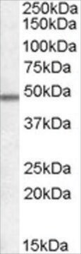 Anti-OX1R AND OX2R antibody produced in goat affinity isolated antibody, buffered aqueous solution