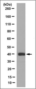 Anti-p38/SAPK2 Antibody, clone 2F11 clone 2F11, from mouse