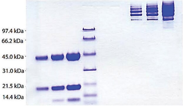 Haptoglobina w osoczu (typ mieszany) &#8805;95% (SDS-PAGE)