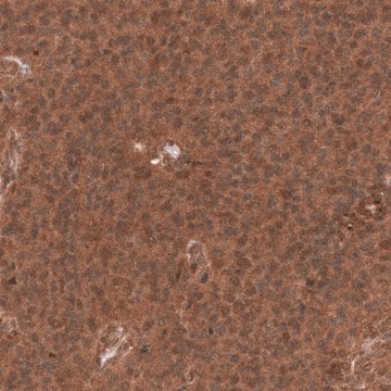 Monoclonal Anti-Yap1 Antibody Produced In Mouse Prestige Antibodies&#174; Powered by Atlas Antibodies, clone CL13628, affinity isolated antibody, buffered aqueous glycerol solution