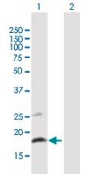 Anti-CLEC2B antibody produced in mouse purified immunoglobulin, buffered aqueous solution