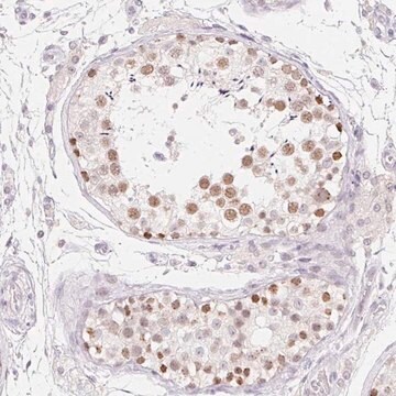 Anti-MORC1 antibody produced in rabbit Prestige Antibodies&#174; Powered by Atlas Antibodies, affinity isolated antibody, buffered aqueous glycerol solution