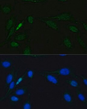 Anti-LIG4 antibody produced in rabbit