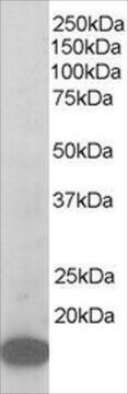 Anti-ARPC3 antibody produced in goat affinity isolated antibody, buffered aqueous solution