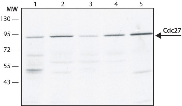 Anti-Cdc27 antibody,Mouse monoclonal clone AF3.1, purified from hybridoma cell culture