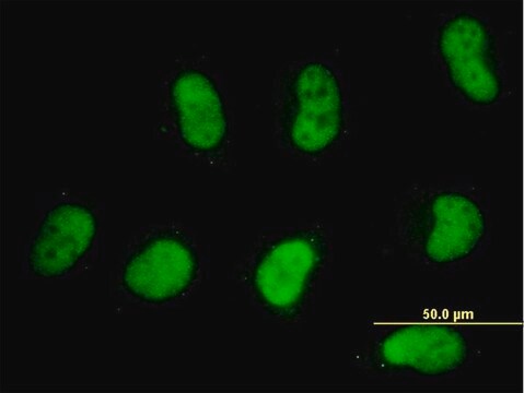 Monoclonal Anti-SMARCD2 antibody produced in mouse clone 2B2, purified immunoglobulin, buffered aqueous solution