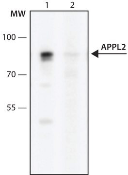 Anti-APPL2 (481-494) antibody produced in rabbit IgG fraction of antiserum