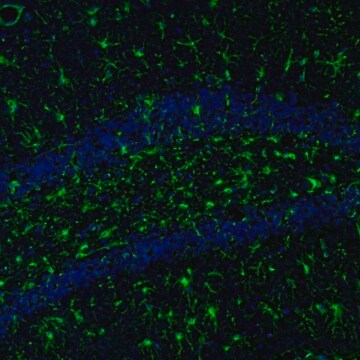 Anti-ITPKA antibody produced in rabbit affinity isolated antibody, buffered aqueous glycerol solution