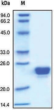 Lipocalin-2/LCN2 human recombinant, expressed in HEK 293 cells, &#8805;95% (SDS-PAGE)