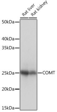 Anti-COMT Antibody, clone 9Y2A3, Rabbit Monoclonal