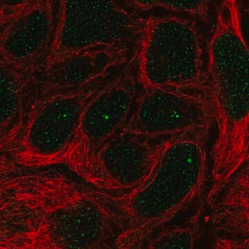 Anti-IGHMBP2 antibody produced in rabbit Prestige Antibodies&#174; Powered by Atlas Antibodies, affinity isolated antibody