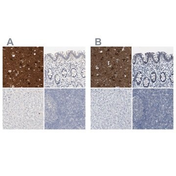 Anti-RTN3 antibody produced in rabbit Prestige Antibodies&#174; Powered by Atlas Antibodies, affinity isolated antibody, buffered aqueous glycerol solution