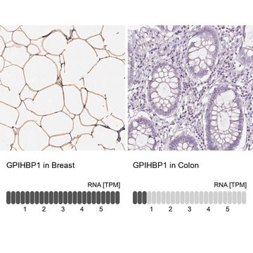 Anti-GPIHBP1 antibody produced in rabbit Prestige Antibodies&#174; Powered by Atlas Antibodies, affinity isolated antibody, buffered aqueous glycerol solution