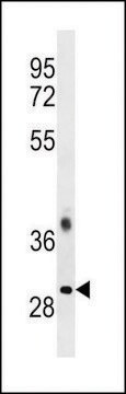 ANTI-TRA2B (CENTER) antibody produced in rabbit affinity isolated antibody, buffered aqueous solution