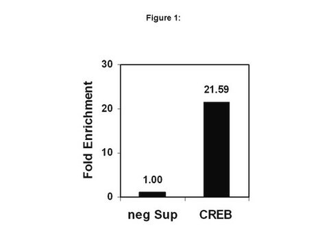 ChIPAb+ CREB - ChIP Validated Antibody and Primer Set, rabbit monoclonal culture supernatant, clone NL904, from rabbit