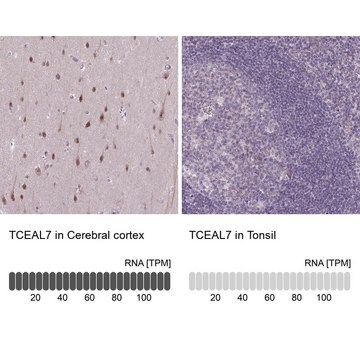 Anti-TCEAL7 antibody produced in rabbit Prestige Antibodies&#174; Powered by Atlas Antibodies, affinity isolated antibody, buffered aqueous glycerol solution