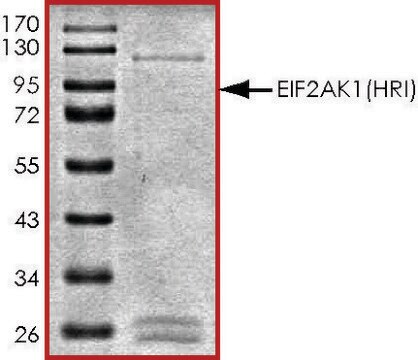 EIF2AK1 (HRI), active, GST tagged human PRECISIO&#174;, recombinant, expressed in baculovirus infected Sf9 cells, &#8805;70% (SDS-PAGE), buffered aqueous glycerol solution