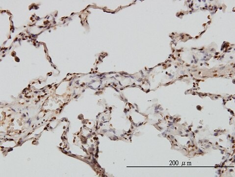 Monoclonal Anti-EML2 antibody produced in mouse clone 2H6, purified immunoglobulin, buffered aqueous solution