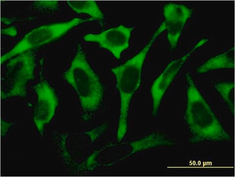 Monoclonal Anti-RPL17 antibody produced in mouse clone 3G11, purified immunoglobulin, buffered aqueous solution