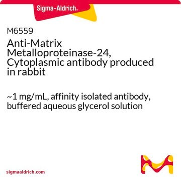 Anti-Matrix Metalloproteinase-24, Cytoplasmic antibody produced in rabbit ~1&#160;mg/mL, affinity isolated antibody, buffered aqueous glycerol solution