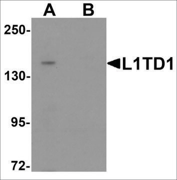 Anti-L1TD1 antibody produced in rabbit affinity isolated antibody