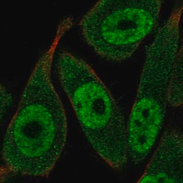 Anti-RAD23A antibody produced in rabbit Prestige Antibodies&#174; Powered by Atlas Antibodies, affinity isolated antibody