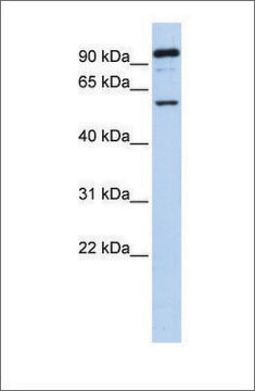 Anti-GABRR1 antibody produced in rabbit affinity isolated antibody