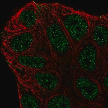 Anti-ABCA6 antibody produced in rabbit Prestige Antibodies&#174; Powered by Atlas Antibodies, affinity isolated antibody