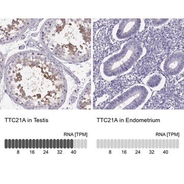 Anti-TTC21A antibody produced in rabbit Prestige Antibodies&#174; Powered by Atlas Antibodies, affinity isolated antibody, buffered aqueous glycerol solution