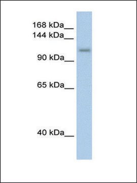 Anti-PRPF6 (AB1) antibody produced in rabbit IgG fraction of antiserum